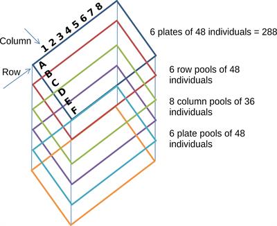 Accurate, Efficient and User-Friendly Mutation Calling and Sample Identification for TILLING Experiments